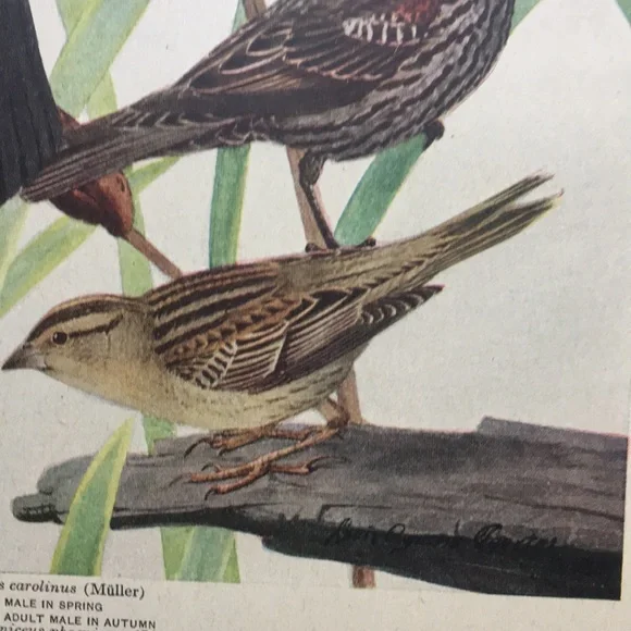 Antique 1913 Blackbird Original Print black bird - Picture 12 of 16